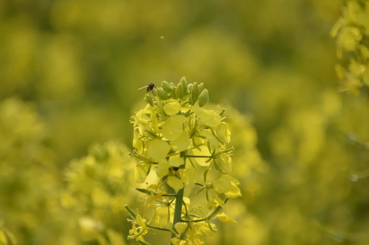 La mouche sur la fleur de canola, artwork by Nathalie Masse