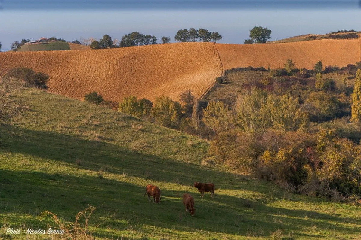Paysage du Comminges bis, artwork by Nicolas Bernié