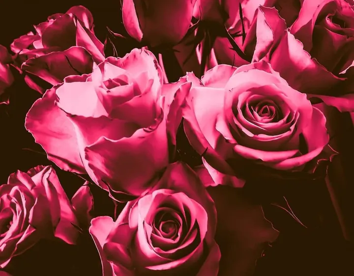 Roses, artwork by Patrick van