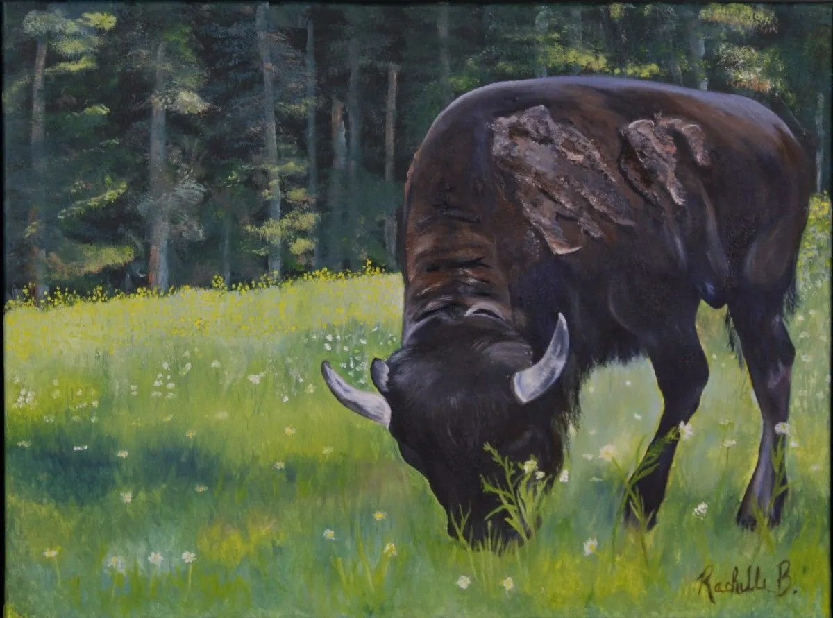 Bison at Park Omega, œuvre de Rachelle Beaudry