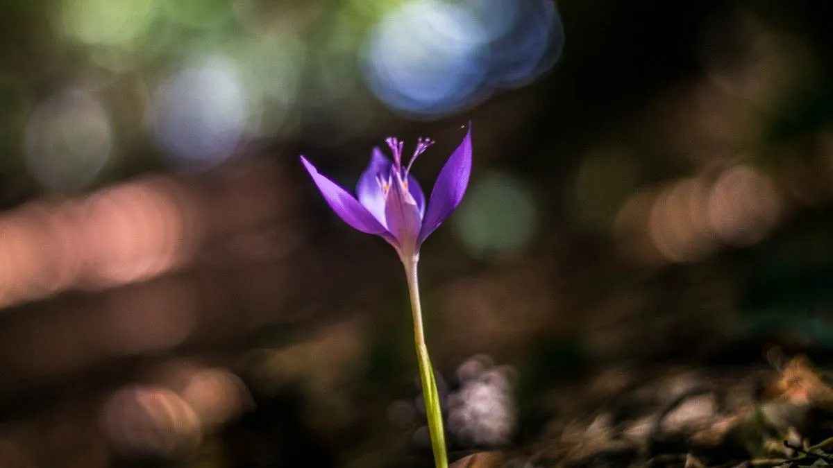 Bokehlicious Flower, artwork by Demeter Attila