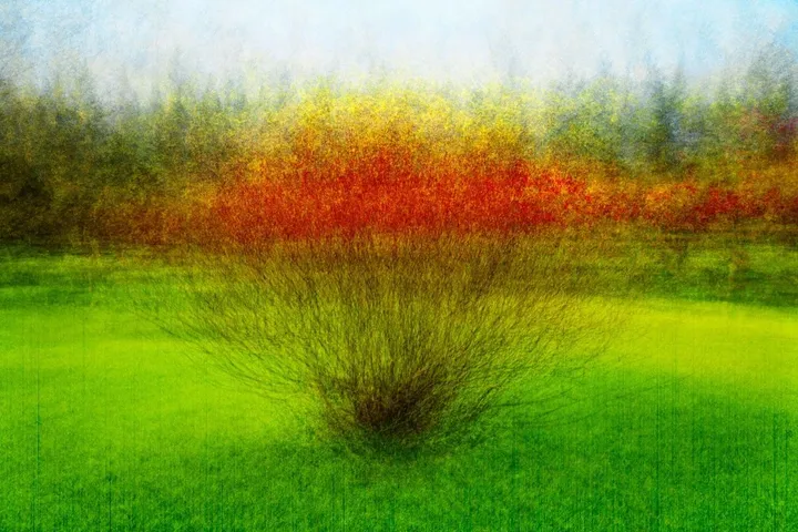 Arbrisseau, artwork by Eric Villeneuve