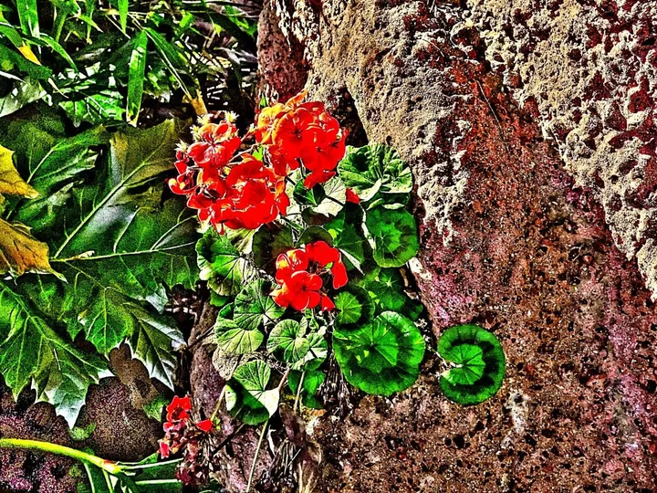 flores en la pared, œuvre de Barroco Austral