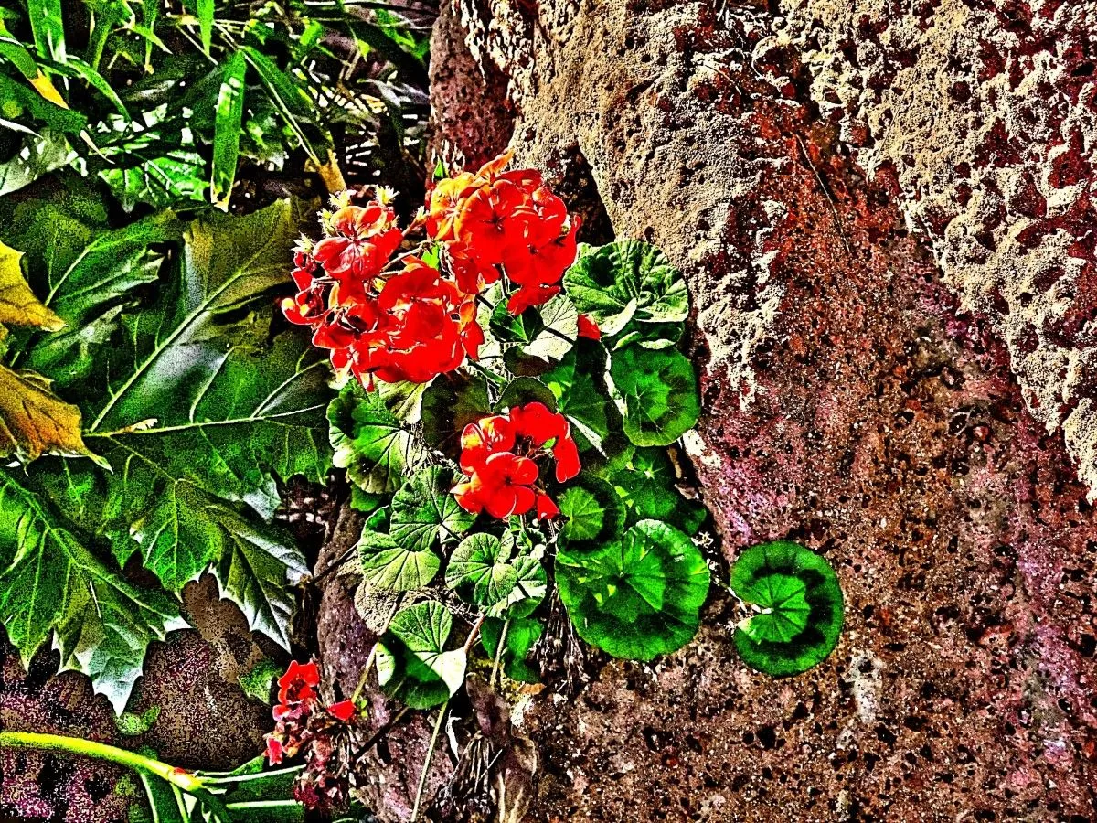flores en la pared, œuvre de Barroco Austral