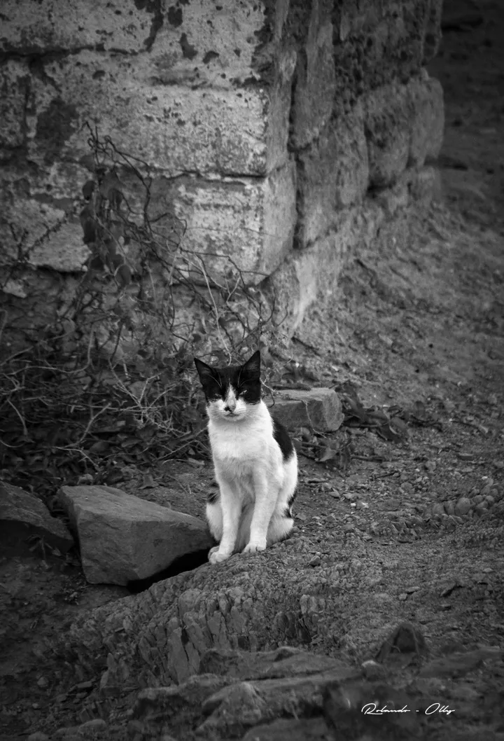 Zorro cat, œuvre de rolando olly