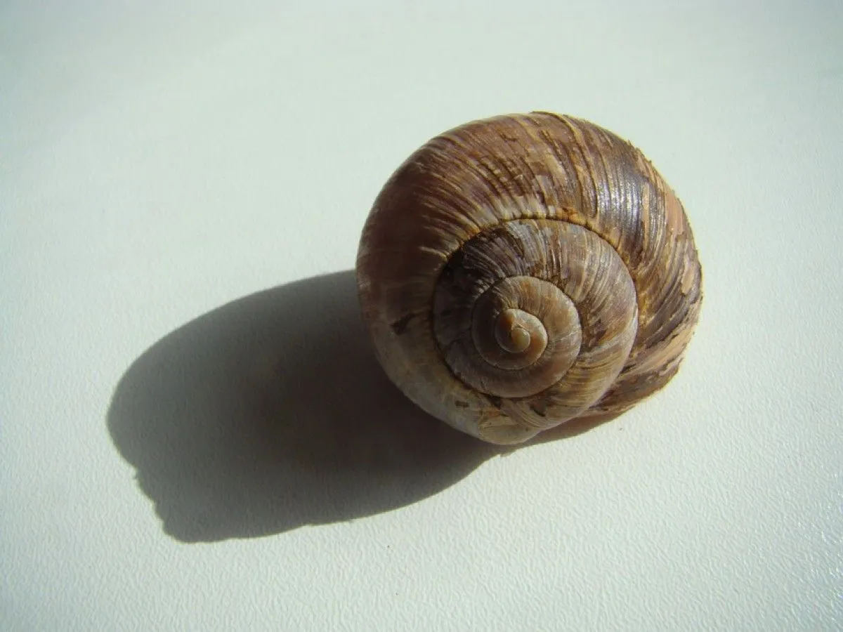 Snail House, œuvre de Stefan Karczewski