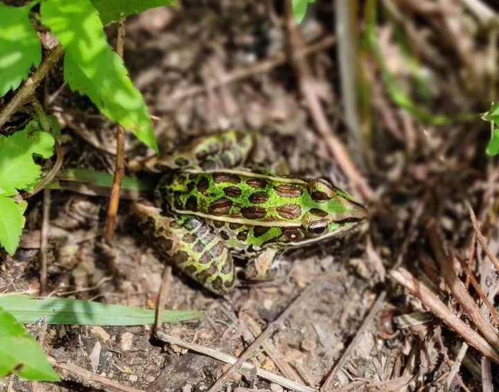 Def Leppard Frog, œuvre de Greg Sandoval