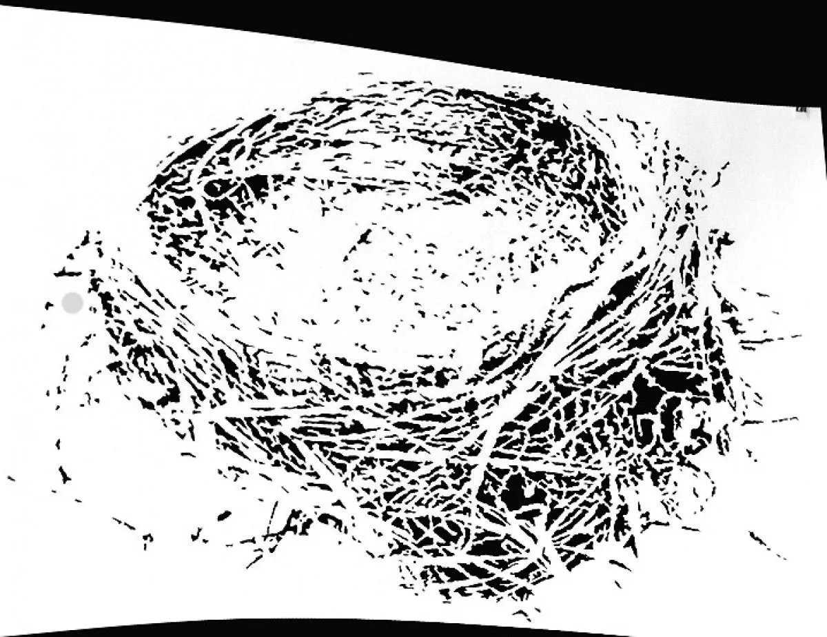 Nest 2, artwork by Louis Kok