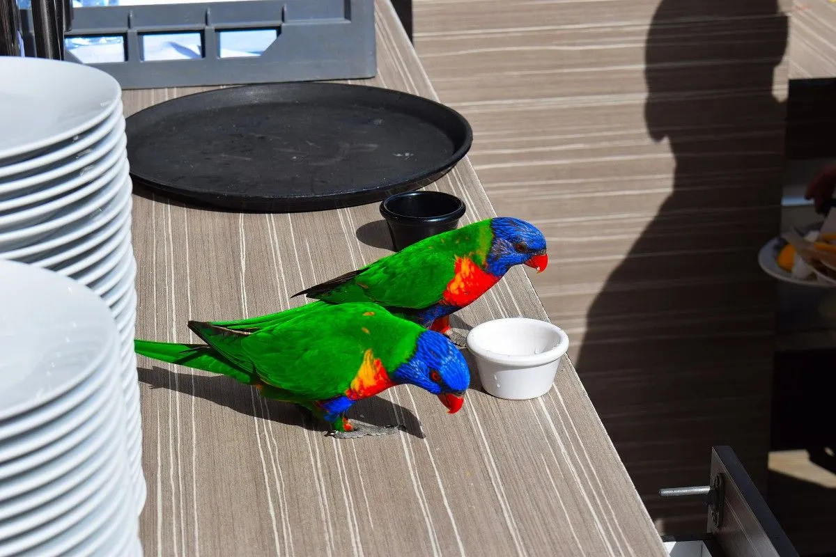 Lunch with some mates, œuvre de Greg Sandoval