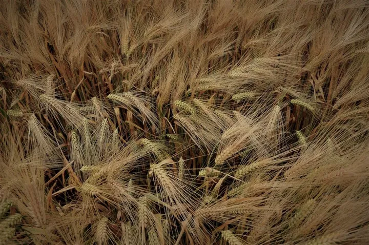 L'accumulation du blé, œuvre de Julien Nalia