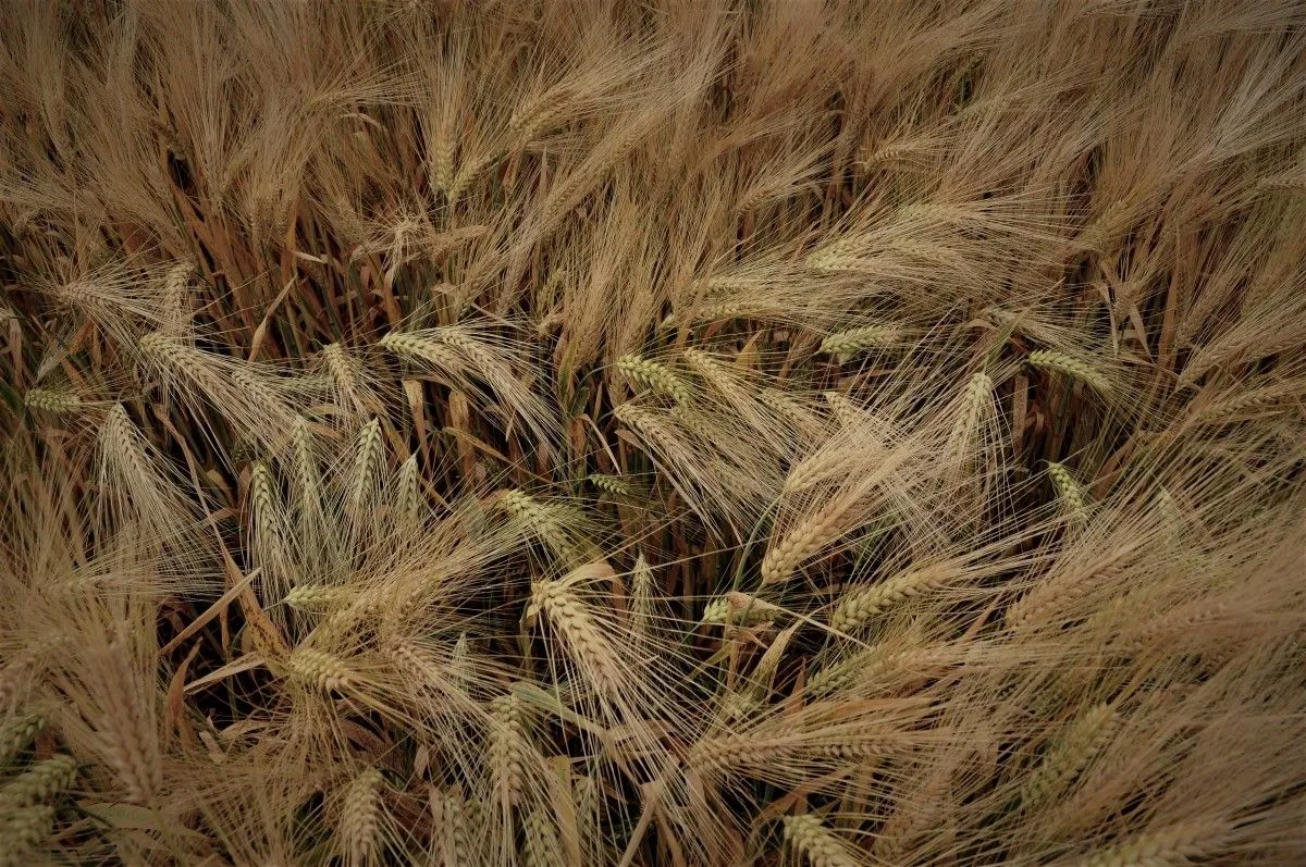 L'accumulation du blé, œuvre de Julien Nalia