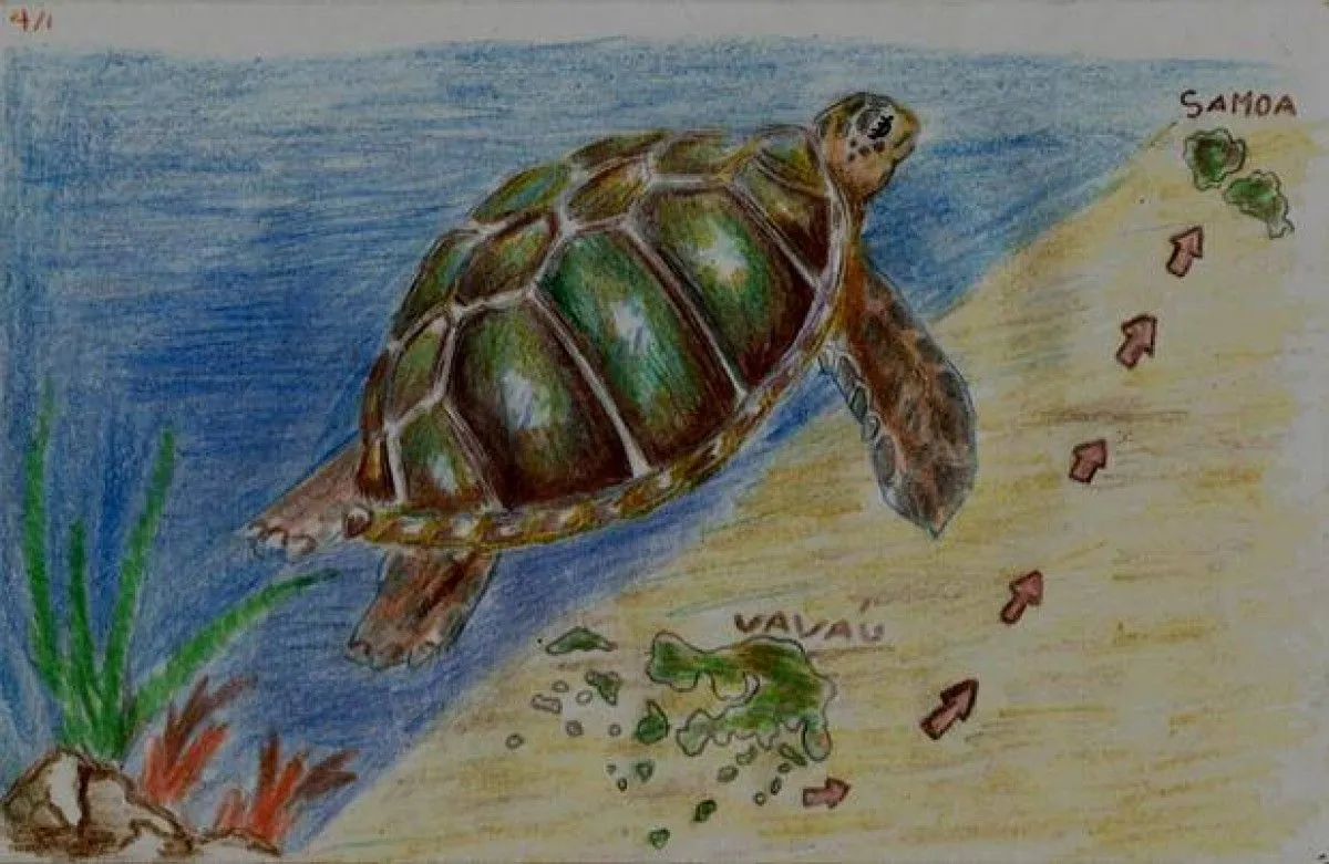 Turtle flap, œuvre de Sikalamu Pangi