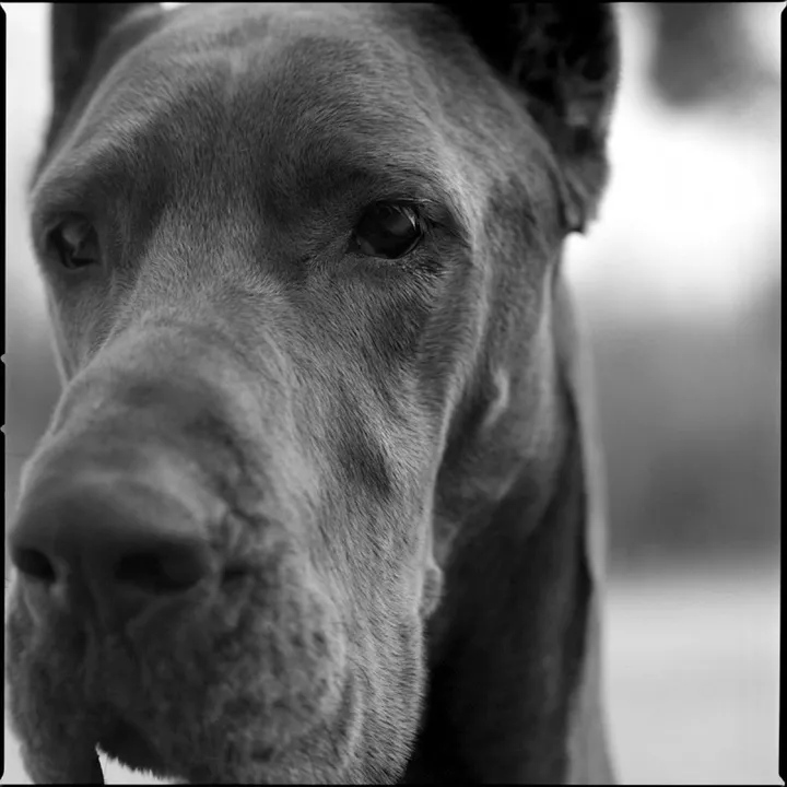 10G # greatdane, œuvre de Morihiro Tsubokura